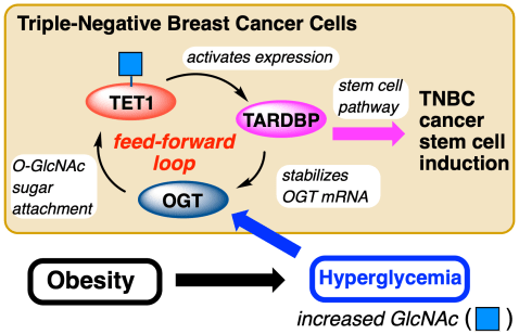 TNBC working model figure TOC