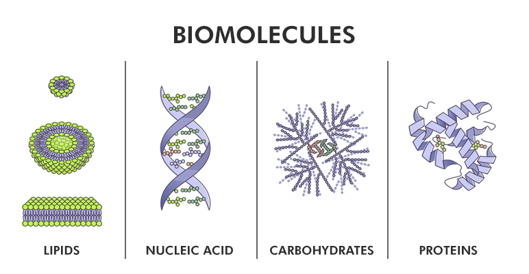 biomolecules clipart