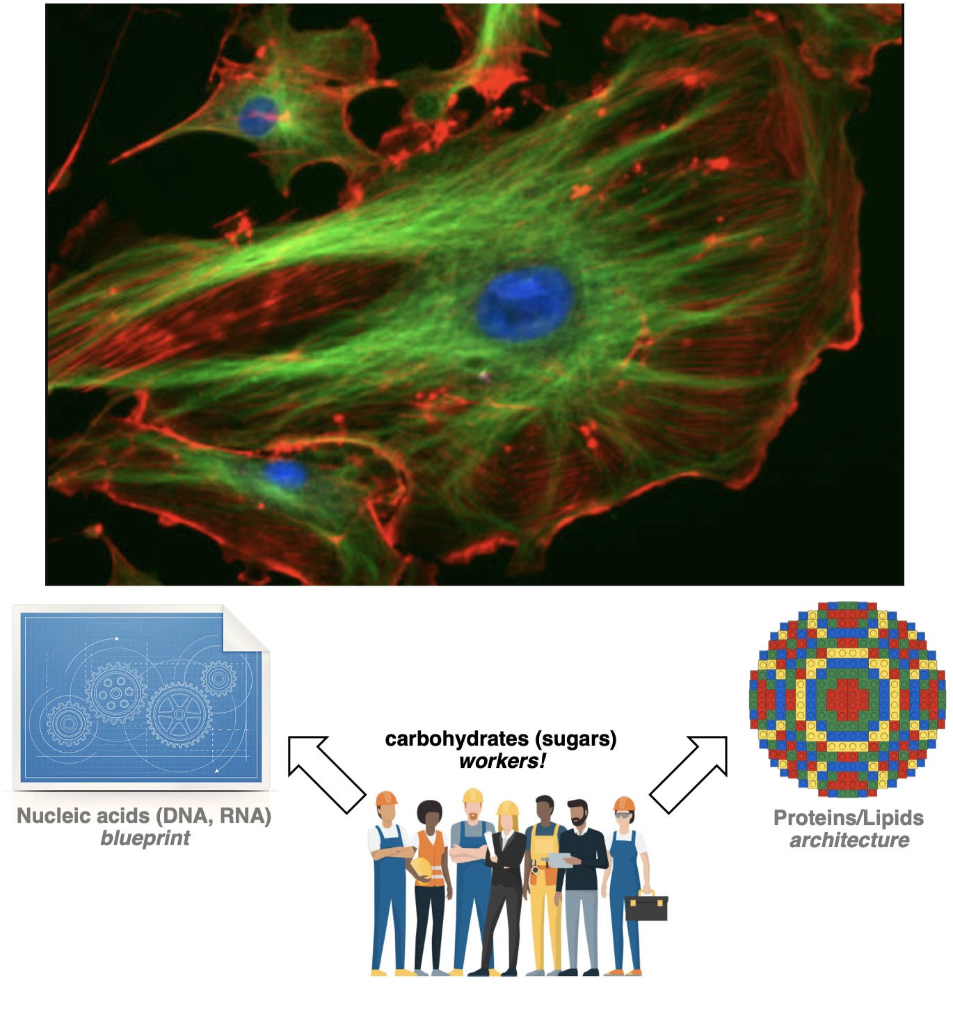 Why are sugars important figure copy